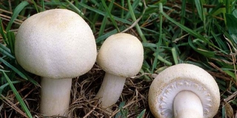 Uzgoj šampinjona kod kuće za početnike